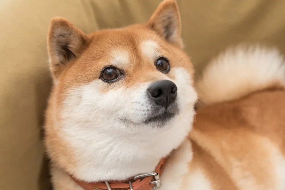 History Suggests That Dogecoin Could Be Set Up for a Big Move. Is Now the Time to Buy?